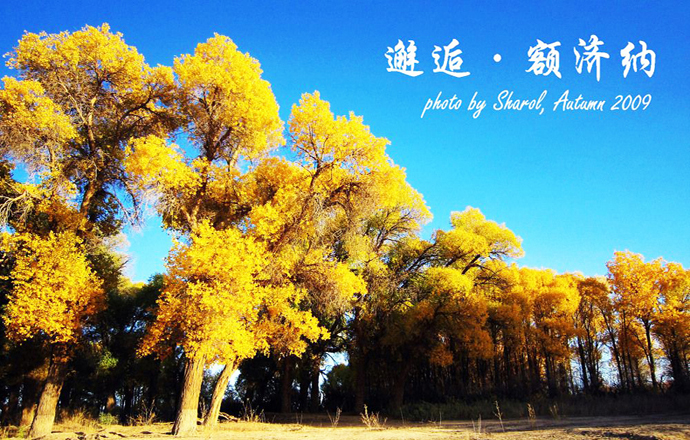 【醉美秋色】嘉峪關(guān)、額濟(jì)納胡楊林、弱水金沙灣攝影深度3日游